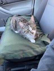 Lost Female Cat last seen Lumina apmts, Gresham, OR 97030