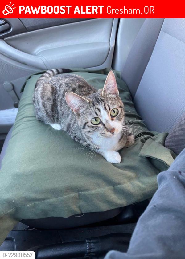Lost Female Cat last seen Lumina apmts, Gresham, OR 97030