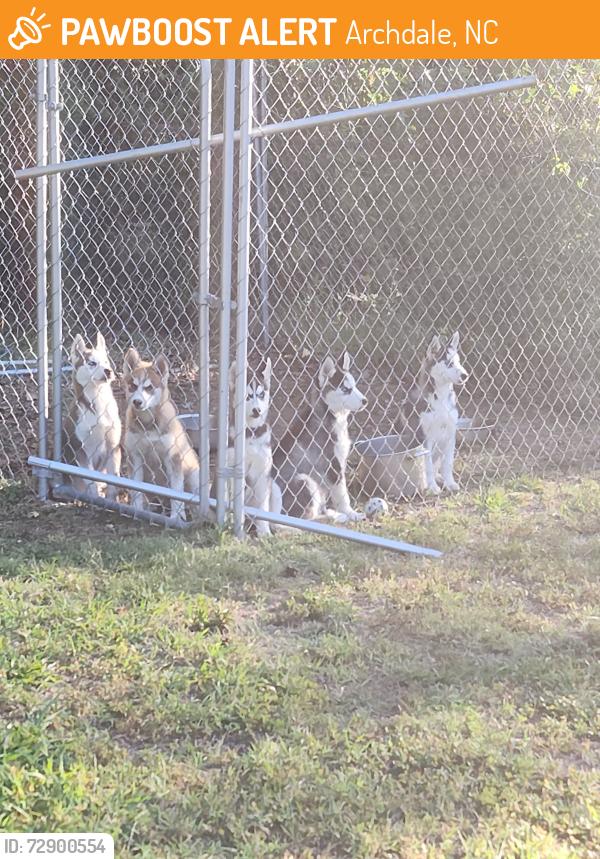Found/Stray Unknown Dog last seen Northeast dr and Archdale rd, Archdale, NC 27263