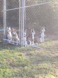 Found/Stray Unknown Dog last seen Northeast dr and Archdale rd, Archdale, NC 27263