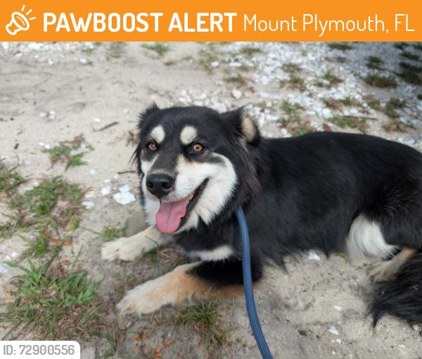 Found/Stray Unknown Dog last seen Troon Ave & Dubsdread Rd, Mt Plymouth, 32776, Mount Plymouth, FL 32776