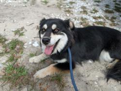 Found/Stray Unknown Dog last seen Troon Ave & Dubsdread Rd, Mt Plymouth, 32776, Mount Plymouth, FL 32776