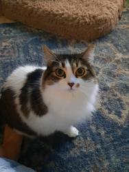 Lost Female Cat last seen I-95 S near exit 138, Rocky Mount, NC 27804, Rocky Mount, NC 27804