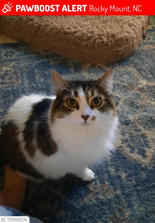Lost Female Cat last seen I-95 S near exit 138, Rocky Mount, NC 27804, Rocky Mount, NC 27804