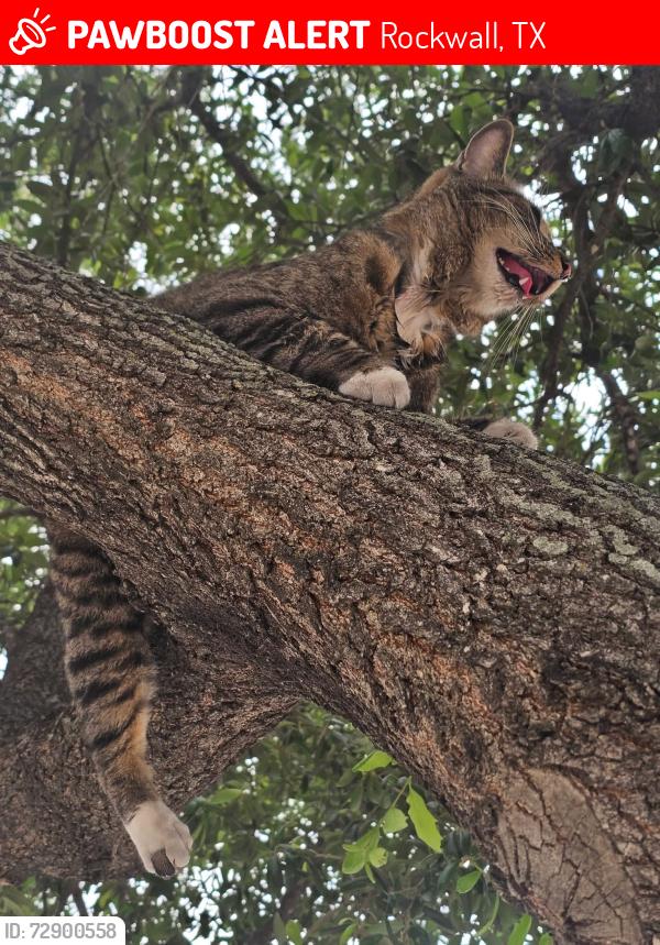 Lost Male Cat last seen Utley Middle school parking lot near performing arts center, Rockwall, TX 75087