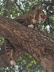 Lost Male Cat last seen Utley Middle school parking lot near performing arts center, Rockwall, TX 75087