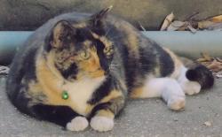 Lost Female Cat last seen mciver rd, Canyon Lake, TX 78133