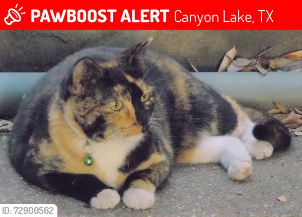 Lost Female Cat last seen mciver rd, Canyon Lake, TX 78133