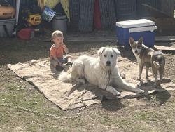 Reunited Male Dog last seen Glass shop, Midwest City, OK 73110