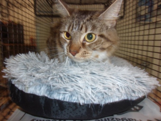 Shelter Stray Female Cat last seen , Los Angeles, CA 91405