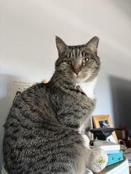 Reunited Male Cat last seen Hampton and S Genoa Way , Aurora, CO 80013
