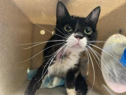 Shelter Stray Female Cat last seen BOLLENBACHER AVE & LOVELAND WAY, Sacramento, CA 95818