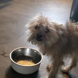 Found/Stray Female Dog last seen 79th Street and Van Ness , Inglewood, CA 90305