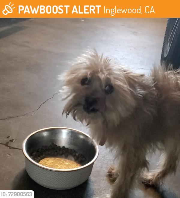 Found/Stray Female Dog last seen 79th Street and Van Ness , Inglewood, CA 90305