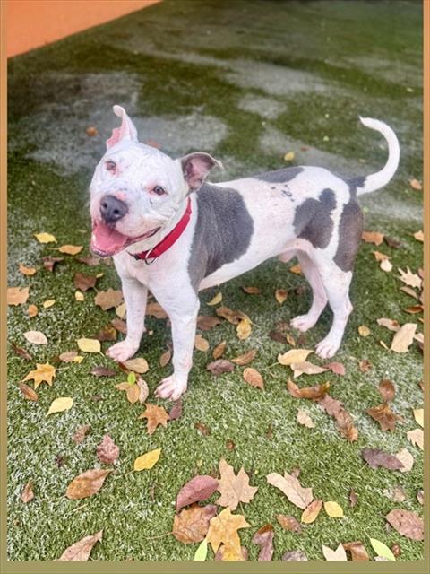 Shelter Stray Male Dog last seen Near BLOCK NW 13TH CT, Doral, FL 33122