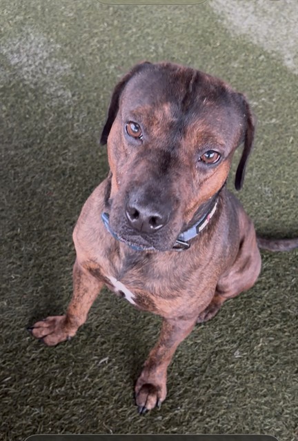 Shelter Stray Male Dog last seen Near BLOCK NE 6 AVE, Doral, FL 33122