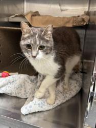 Shelter Stray Female Cat last seen Near BLOCK POPLAR LEVEL RD, Watterson Park, KY 40218