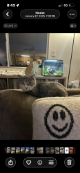Reunited Female Cat last seen Oto, San Diego, CA 92111