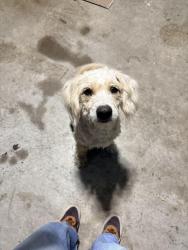 Found/Stray Male Dog last seen sudbury & sandia, Arlington, TX 76018