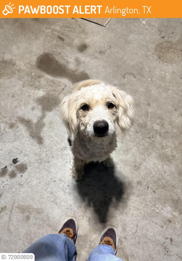 Found/Stray Male Dog last seen sudbury & sandia, Arlington, TX 76018