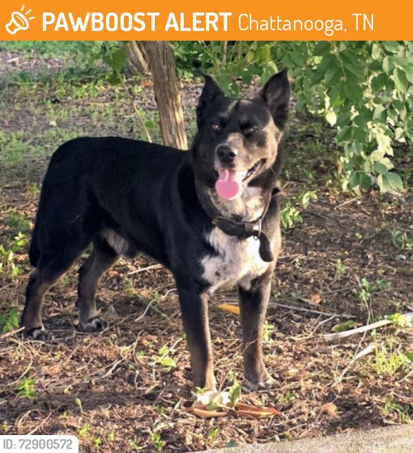 Found/Stray Unknown Dog last seen Cloverdale, Chattanooga, TN 37343