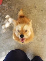 Found/Stray Unknown Dog last seen Kato St and Dugan Ave, La Mesa, CA 91942