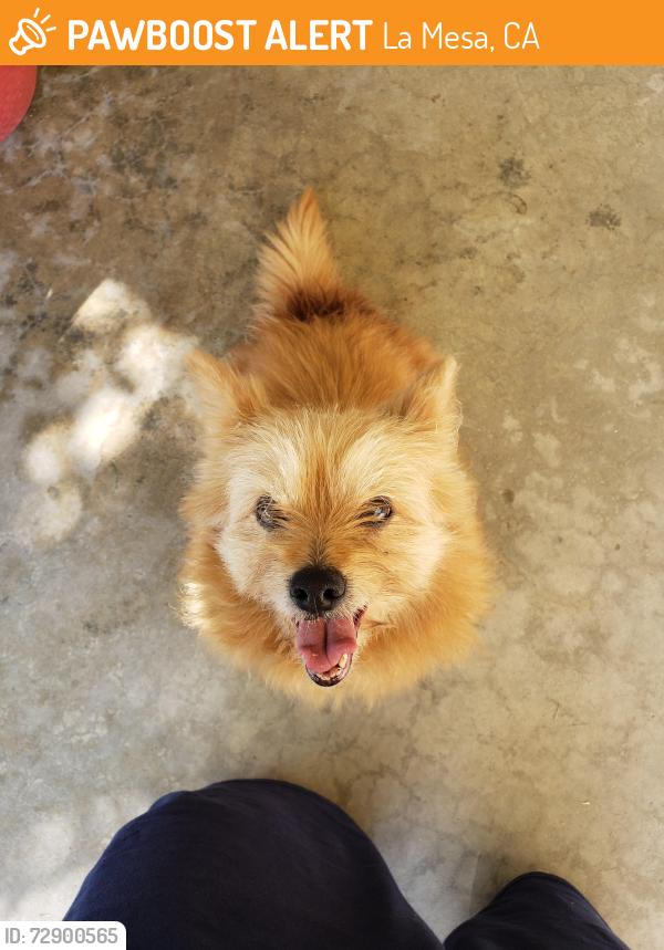 Found/Stray Unknown Dog last seen Kato St and Dugan Ave, La Mesa, CA 91942