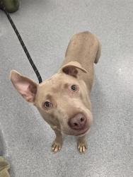 Shelter Stray Female Dog last seen Near , Indianapolis, IN 46221