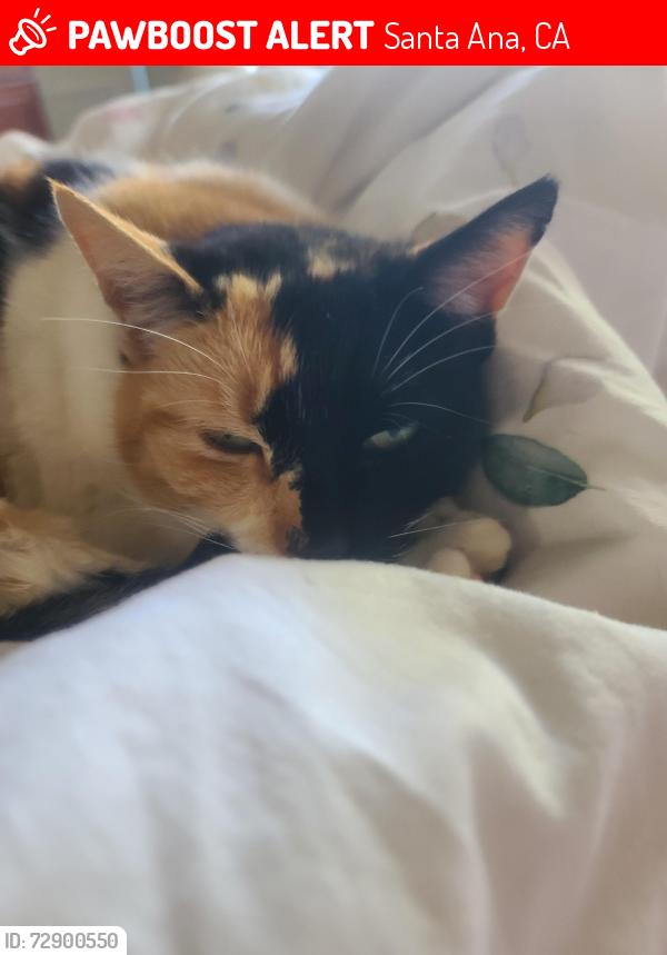 Lost Female Cat last seen Santiago and E 20th Street , Santa Ana, CA 92706