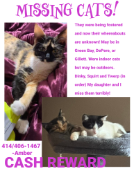 Reunited Female Cat last seen Depere, Green Bay, WI 54304