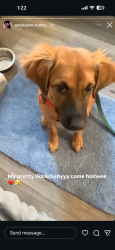 Lost Female Dog last seen Near park , The Bronx, NY 10452
