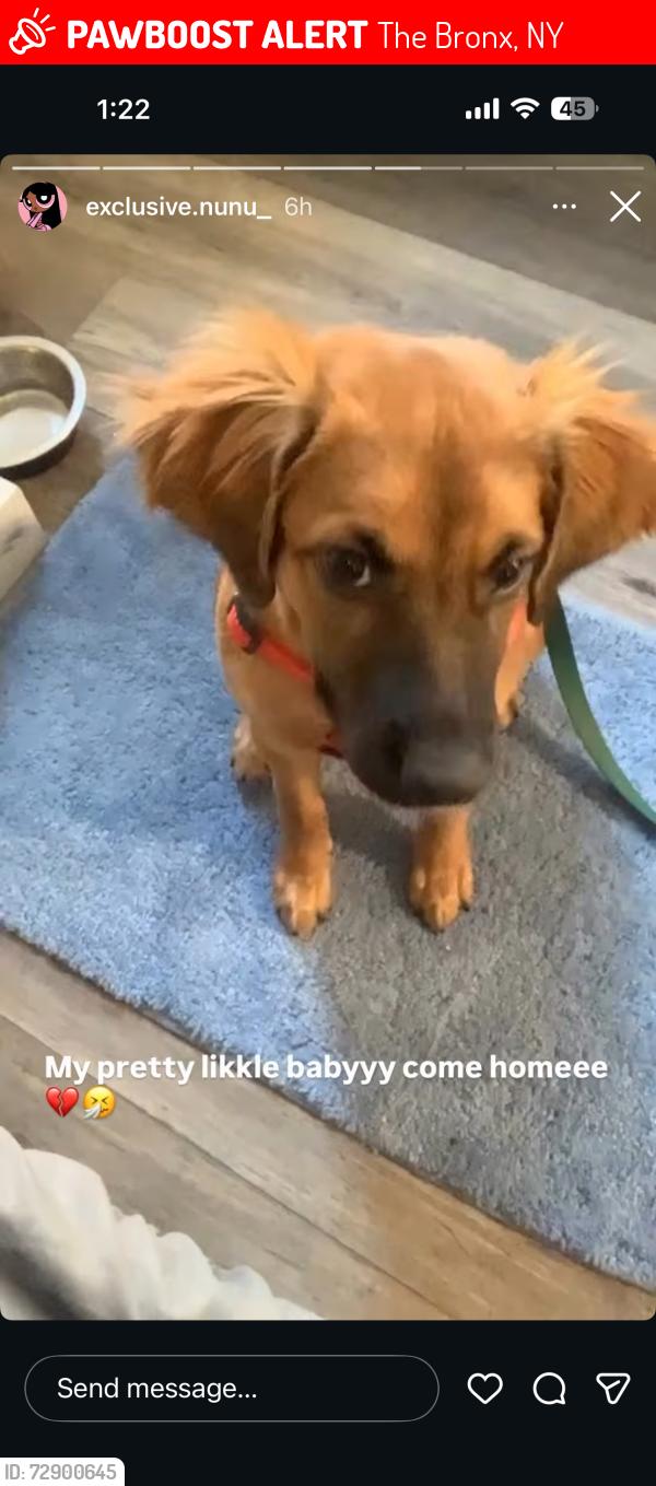 Lost Female Dog last seen Near park , The Bronx, NY 10452