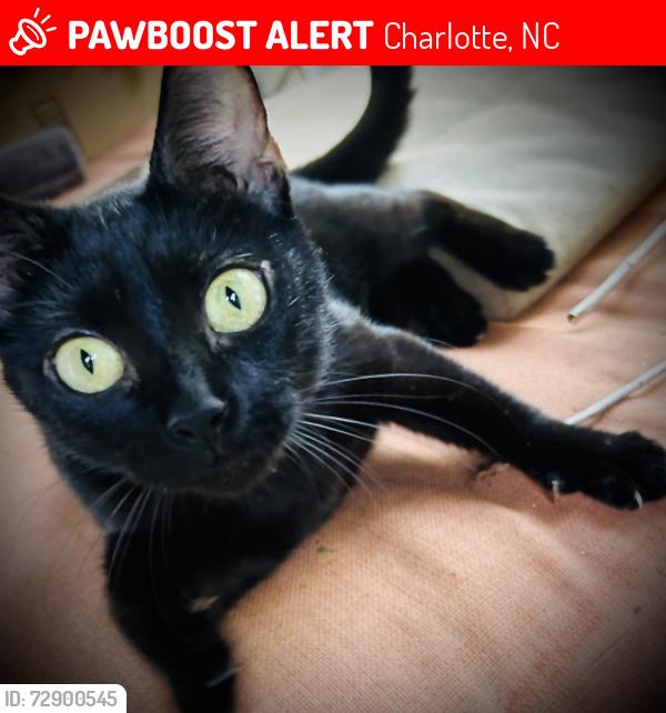 Lost Female Cat last seen Windsor Park, Charlotte, NC 28205