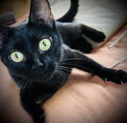 Lost Female Cat last seen Windsor Park, Charlotte, NC 28205