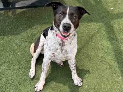 Shelter Stray Female Dog last seen , Carlsbad, CA 92011