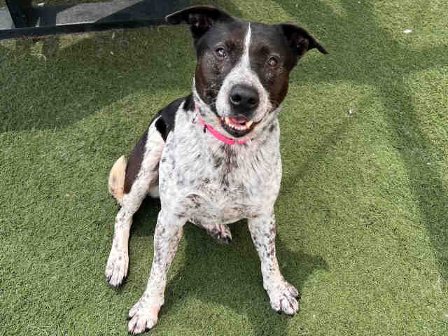Shelter Stray Female Dog last seen , Carlsbad, CA 92011