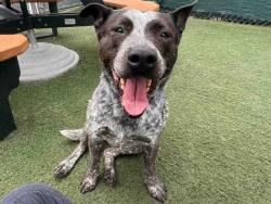 Shelter Stray Female Dog last seen , Carlsbad, CA 92011