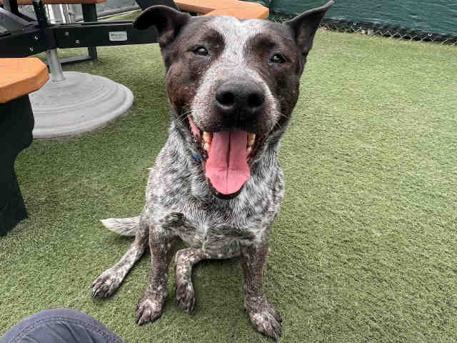 Shelter Stray Female Dog last seen , Carlsbad, CA 92011