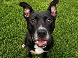 Shelter Stray Male Dog last seen , Carlsbad, CA 92011
