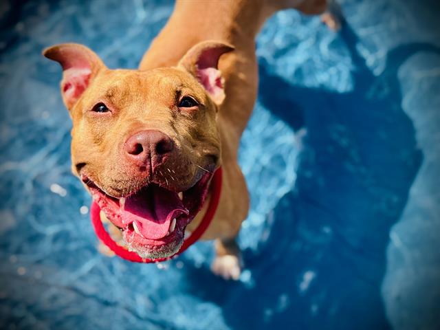 Shelter Stray Female Dog last seen , 2769 Conroy Rd, Orlando, FL 32839, USA