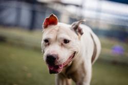 Shelter Stray Female Dog last seen , Orlando, FL 32839