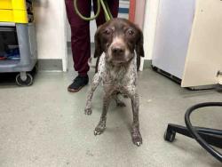 Shelter Stray Male Dog last seen FOUND ON D ST, Carlsbad, CA 92011