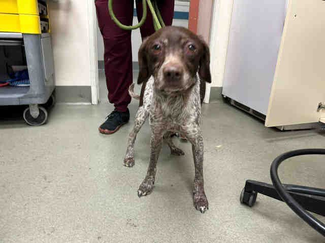 Shelter Stray Male Dog last seen FOUND ON D ST, Carlsbad, CA 92011