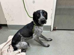 Shelter Stray Male Dog last seen FOUND ON D ST, Carlsbad, CA 92011
