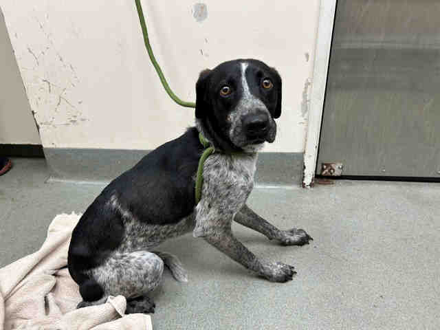 Shelter Stray Male Dog last seen FOUND ON D ST, Carlsbad, CA 92011