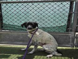 Shelter Stray Male Dog last seen FOUND ON D ST, Carlsbad, CA 92011