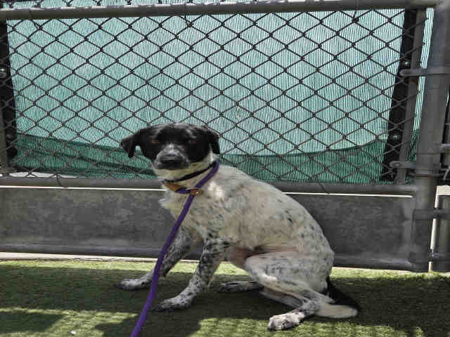 Shelter Stray Male Dog last seen FOUND ON D ST, Carlsbad, CA 92011
