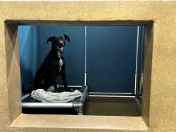 Shelter Stray Female Dog last seen FOUND ON D ST, Carlsbad, CA 92011
