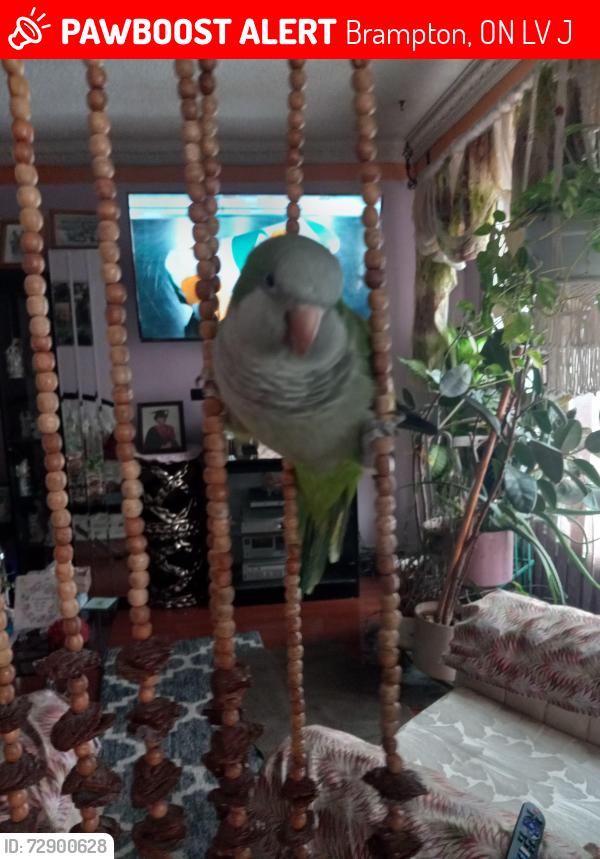 Lost Male Bird last seen Rutherford and vodden , Brampton, ON L6V 2J5