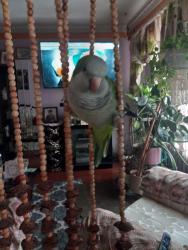 Lost Male Bird last seen Rutherford and vodden , Brampton, ON L6V 2J5
